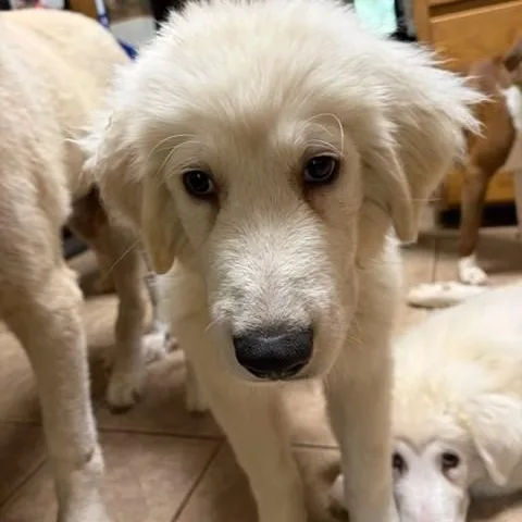 A young extra large-sized male White / Cream Great Pyrenees dog named Maverick for adoption in Unionville, CT