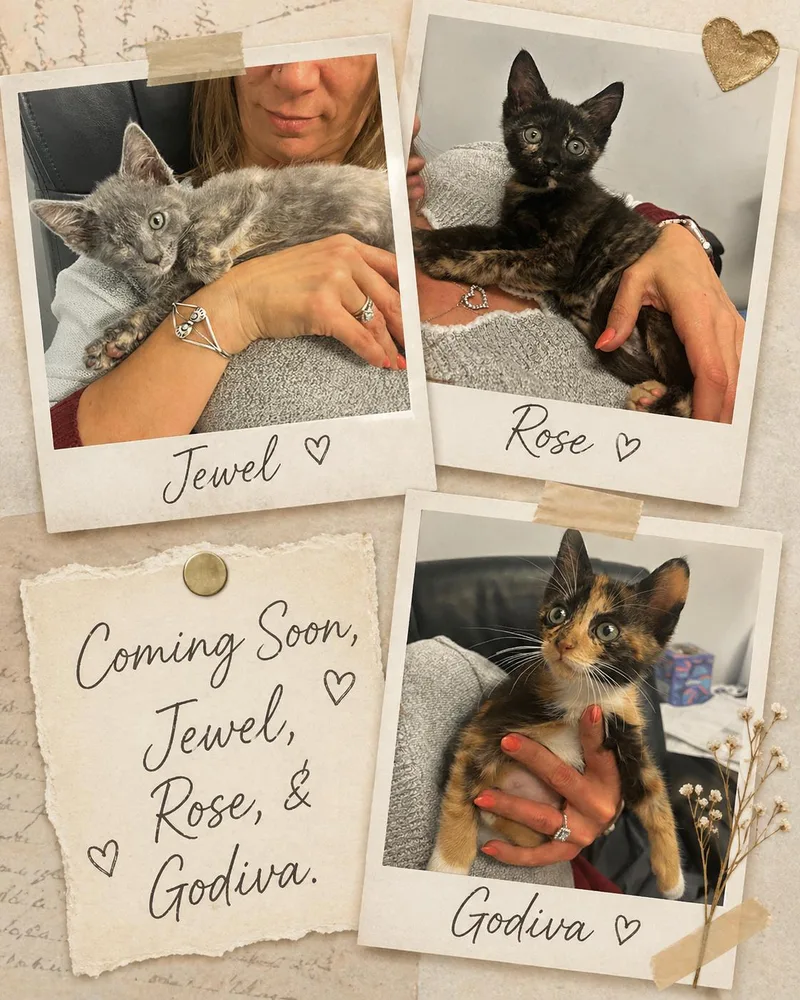 A baby medium-sized female Domestic Short Hair cat named Coming Soonjewel & Godiva! for adoption in Laurel, MD