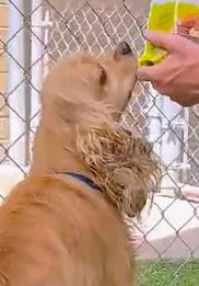 An adult small-sized male Golden Cocker Spaniel dog named Bartleby for adoption in Plano, TX