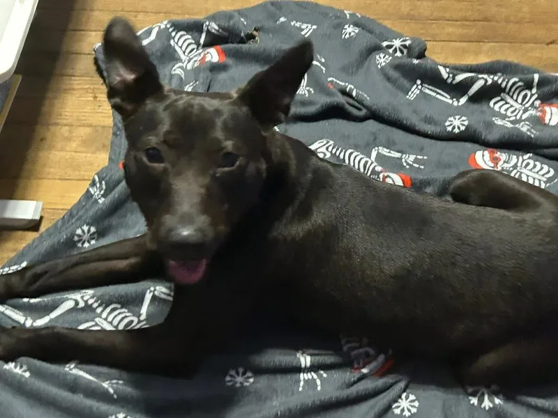 A young medium-sized male Mixed Breed dog named Shorty behavior for adoption in Chickamauga , GA