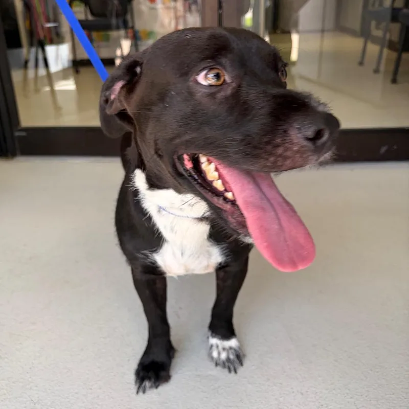 An adult medium-sized male Black Mixed Breed dog named Homer for adoption in Lake Jackson, TX