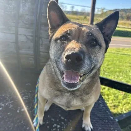 An adult medium-sized female Mixed Breed dog named Luna for adoption in Philadelphia, PA