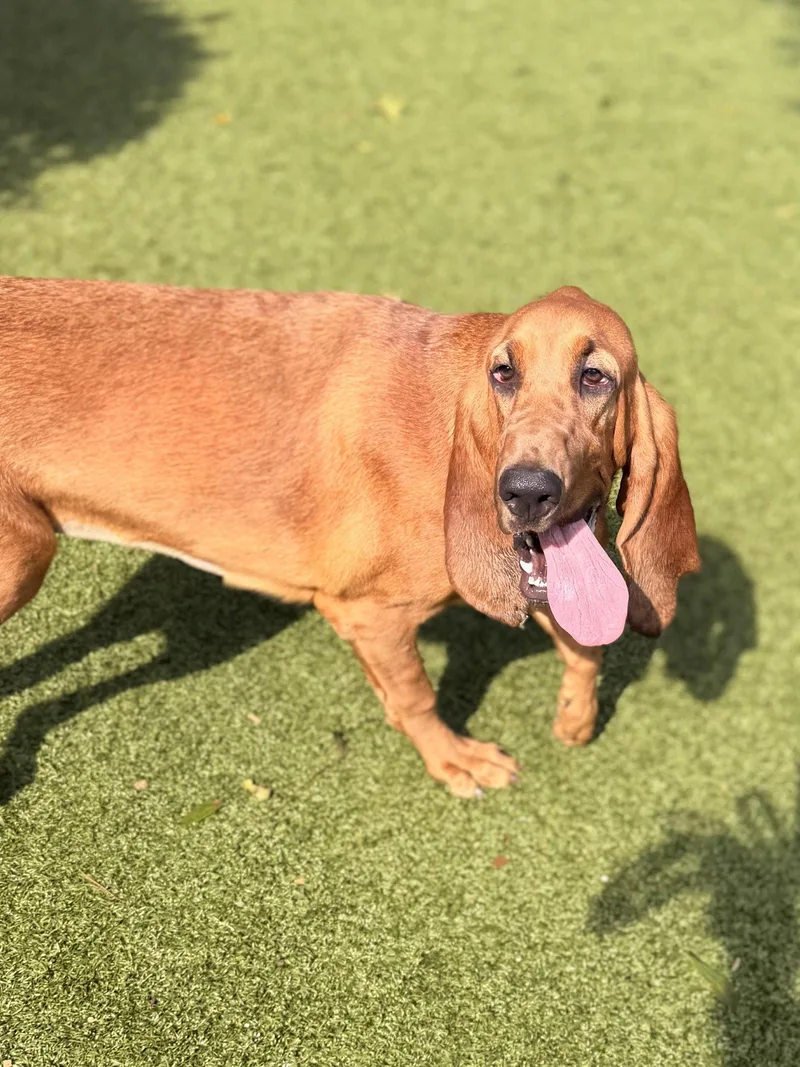 A young large-sized female Bloodhound dog named Dolly for adoption in Hilton Head Island, SC