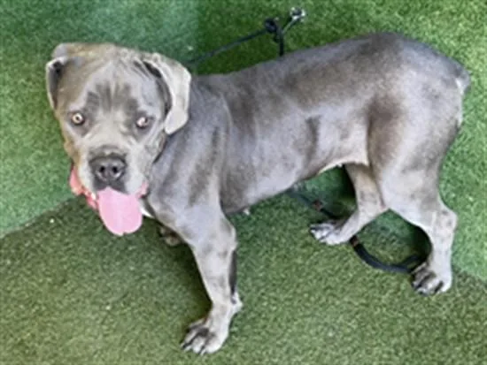 A young medium-sized female Cane Corso dog named Jolene for adoption in Lancaster, CA