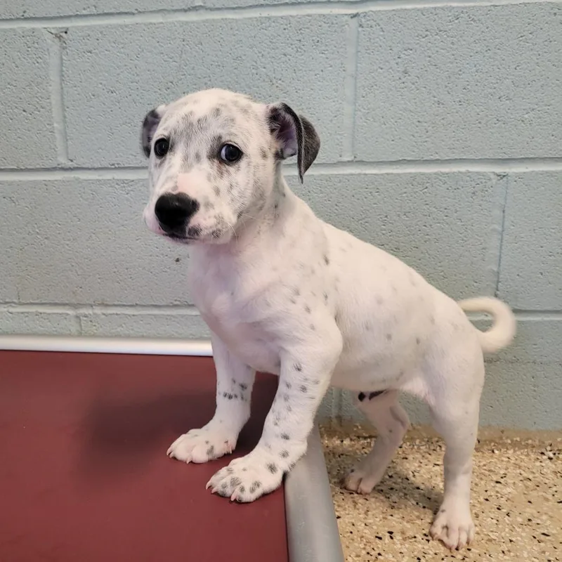 A young medium-sized male White / Cream Terrier dog named Blizzy for adoption in LOXAHATCHEE, FL
