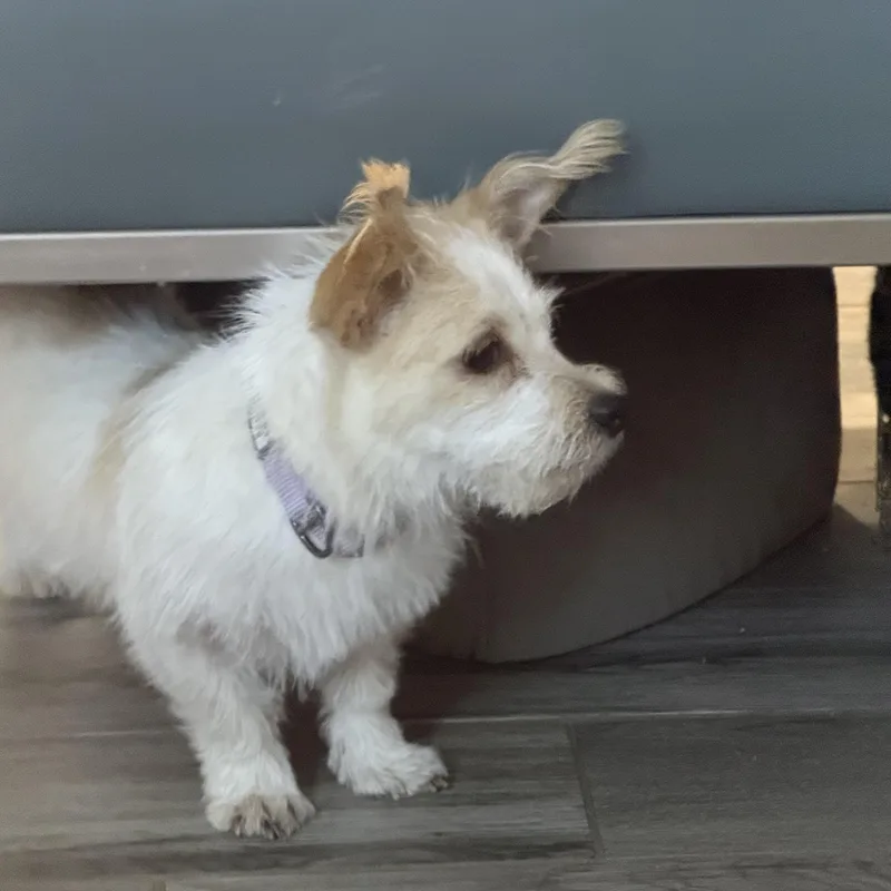A baby small-sized female White / Cream West Highland White Terrier / Westie dog named Kiki the sweet tiny for adoption in Lockhart, TX