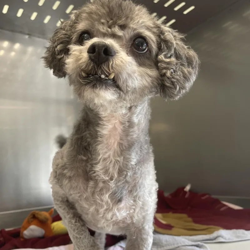 A senior small-sized male Gray / Blue / Silver Mixed Breed dog named Marlin for adoption in Saint Charles, MO