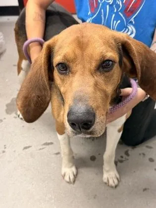 An adult large-sized male Hound dog named Howard for adoption in West Chester, PA