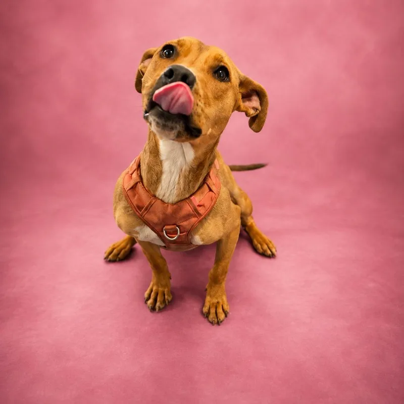 A young medium-sized female Red / Chestnut / Orange Pit Bull Terrier dog named Piranha for adoption in Anderson, TX