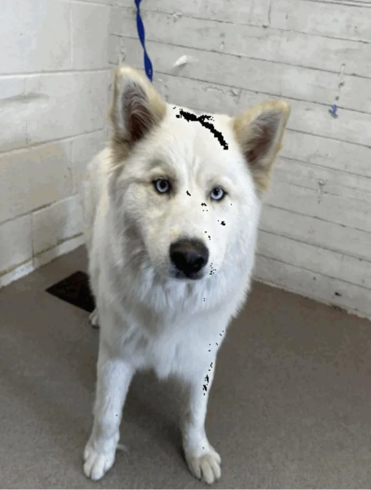 Ghost