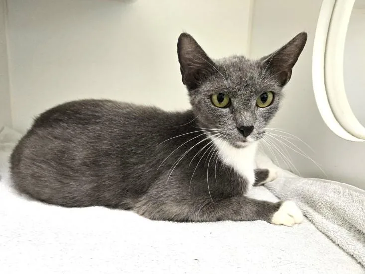 A young small-sized female Domestic Short Hair cat named Bluebelle for adoption in Texas City, TX