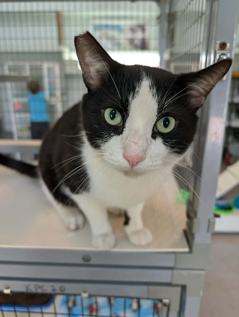 A young medium-sized male Domestic Short Hair cat named Quan for adoption in Kingsland, GA