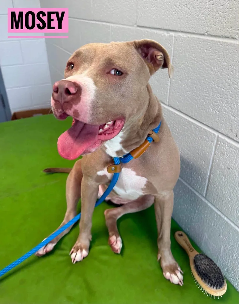 An adult medium-sized female Apricot / Beige Mixed Breed dog named Mosey for adoption in Flint, MI