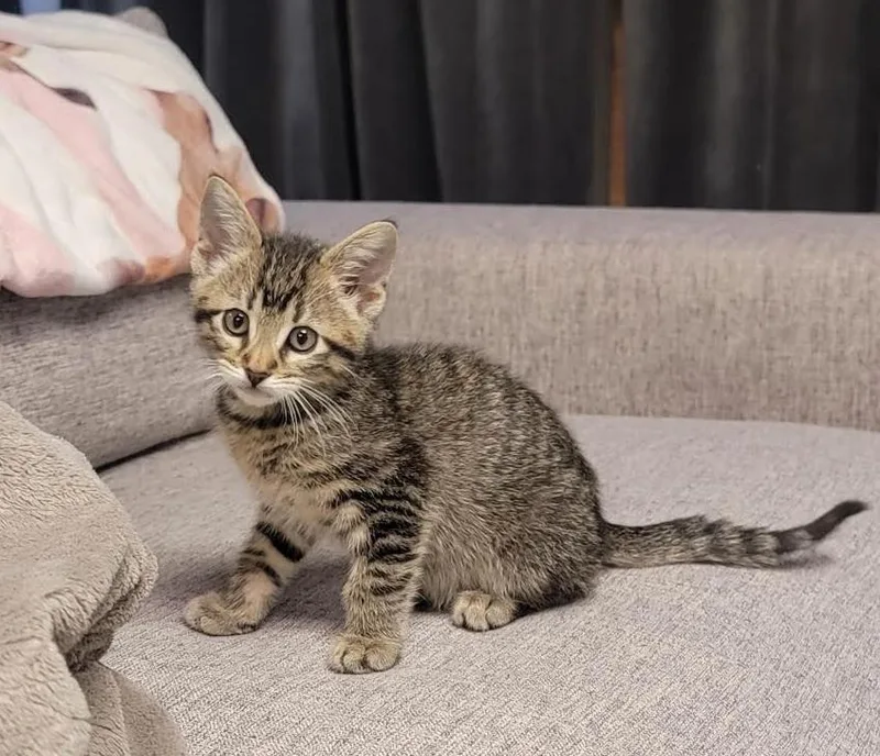 A baby medium-sized male Tabby (Brown / Chocolate) Tabby cat named Shafer for adoption in Lombard, IL