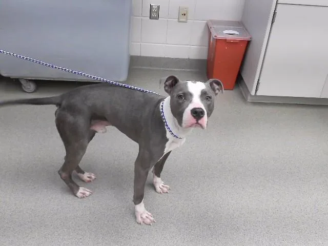 A young medium-sized male Boxer dog named Lucius for adoption in Omaha, NE