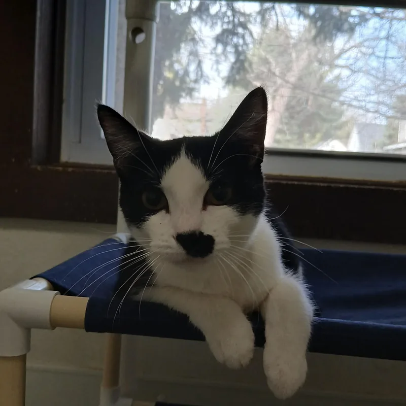 A baby medium-sized male Black American Shorthair cat named Bozo for adoption in Iowa Falls, IA