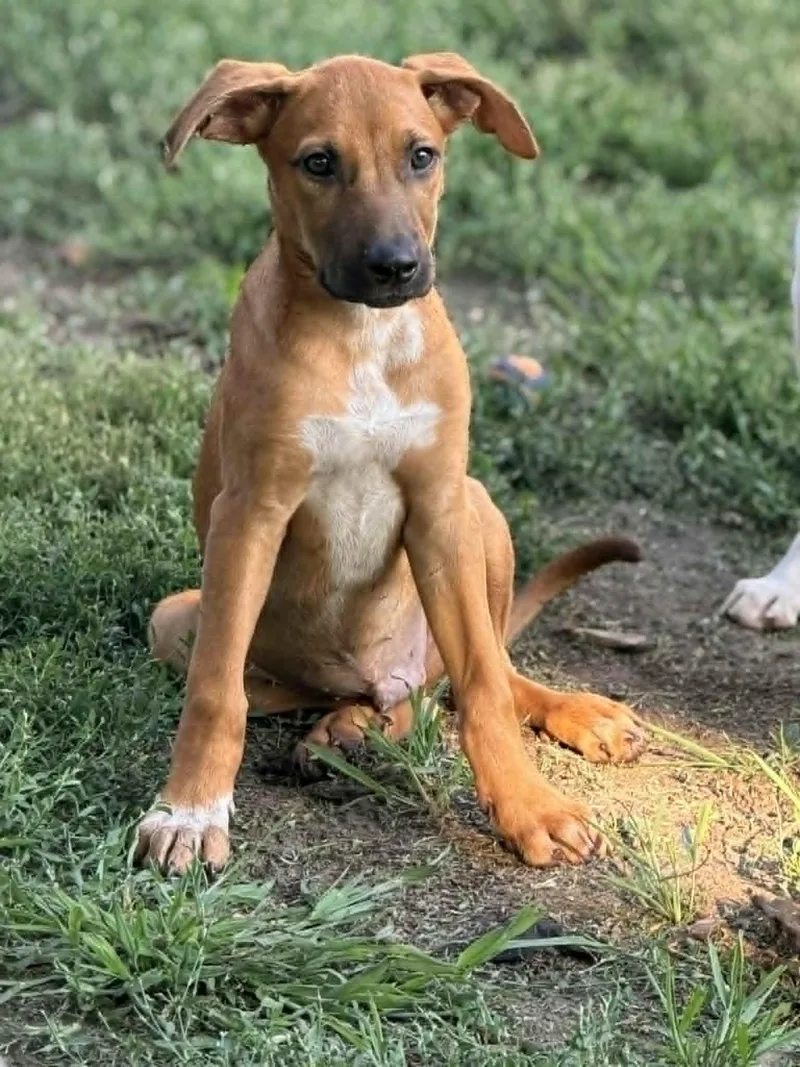 A baby large-sized male Labrador Retriever dog named Roonie for adoption in Mankato, MN