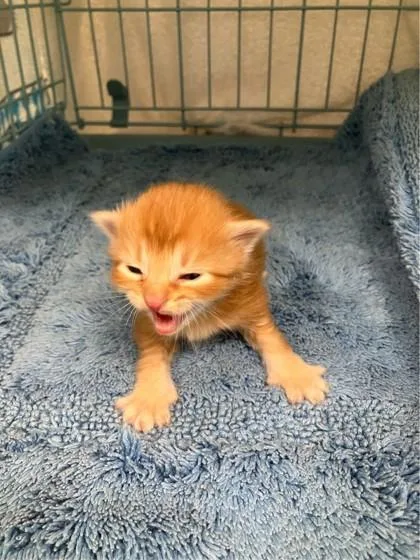 A baby small-sized male Domestic Short Hair cat named Sammie for adoption in Gainesville, FL