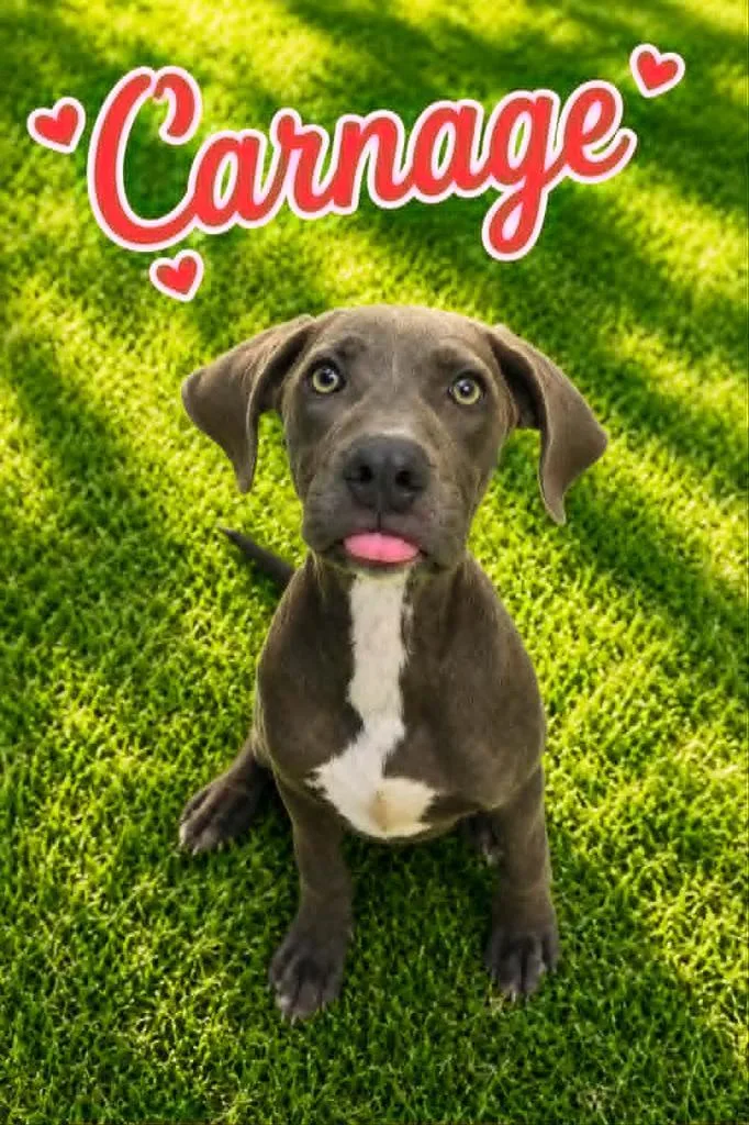A baby medium-sized male Weimaraner dog named Carnage for adoption in Livingston, LA