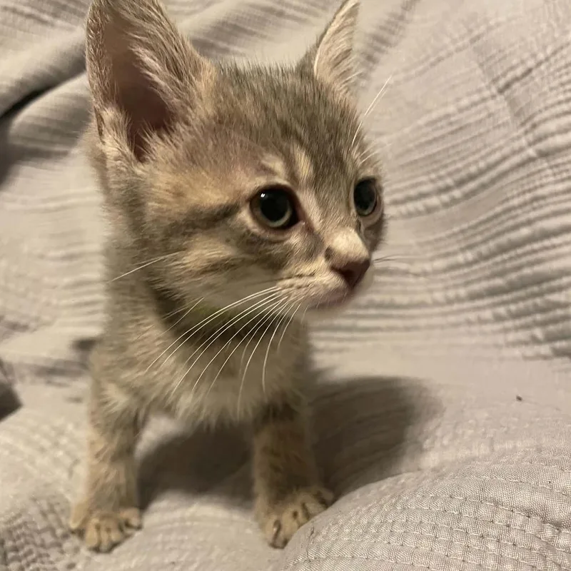 A baby small-sized male Gray / Blue / Silver Domestic Short Hair cat named Lentil for adoption in South Elgin, IL
