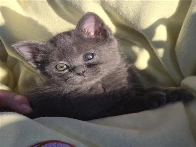 A baby small-sized female Domestic Short Hair cat named Shoe for adoption in Chapel Hill, NC