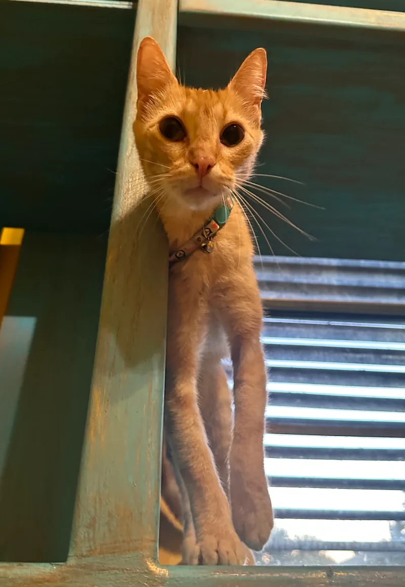 Lukas & Linus thumbnail 3