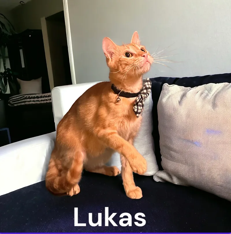 Lukas & Linus thumbnail 4