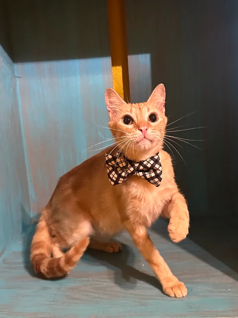 Lukas & Linus thumbnail 5