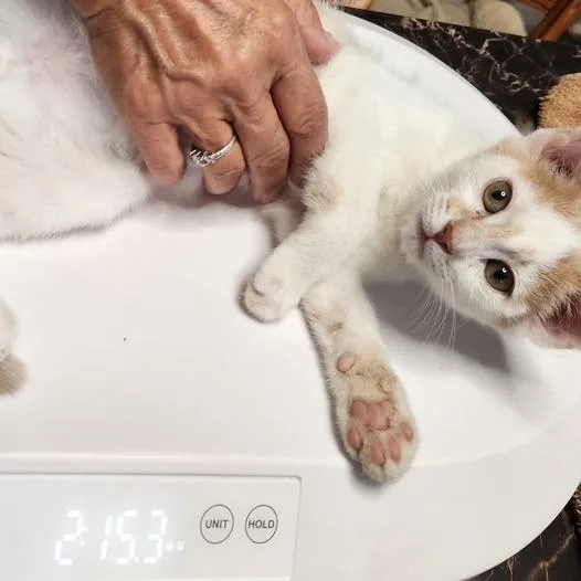 A baby small-sized male Orange / Red Domestic Short Hair cat named F Jack for adoption in Arizona City, AZ