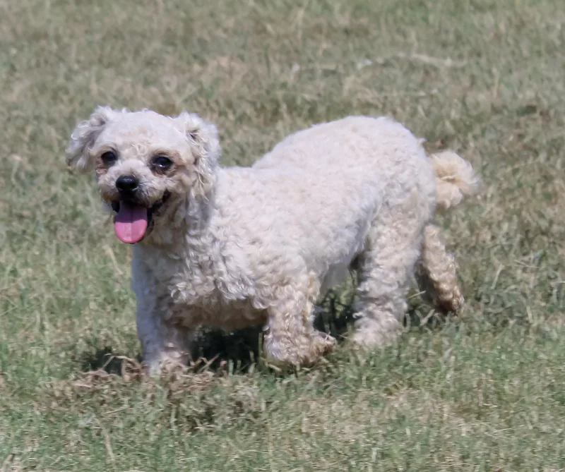 An adult small-sized female White / Cream Bichon Frise dog named Lady Bug for adoption in Neosho, MO