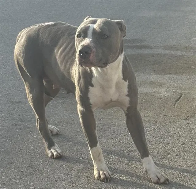An adult large-sized female American Staffordshire Terrier dog named Perla for adoption in San Antonio, TX