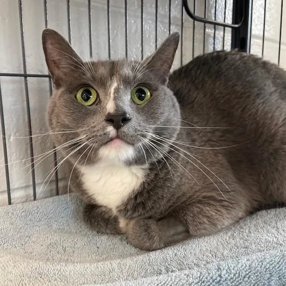 An adult medium-sized male Gray & White Domestic Short Hair cat named Yogi for adoption in Stafford, VA