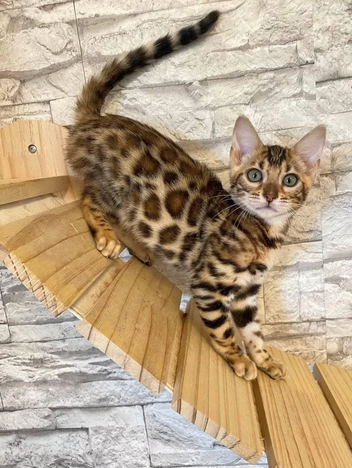 A young small-sized female Bengal cat named Bella for adoption in Lakeland, GA