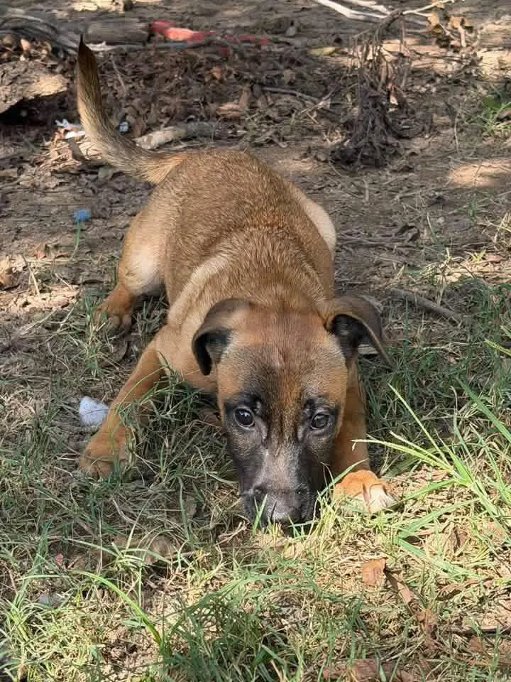 A young medium-sized female Belgian Shepherd / Malinois dog named Shrew for adoption in Calera, AL