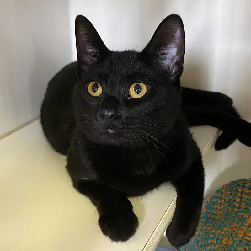 An adult medium-sized male Black Domestic Short Hair cat named Ravi for adoption in Norfolk, NE