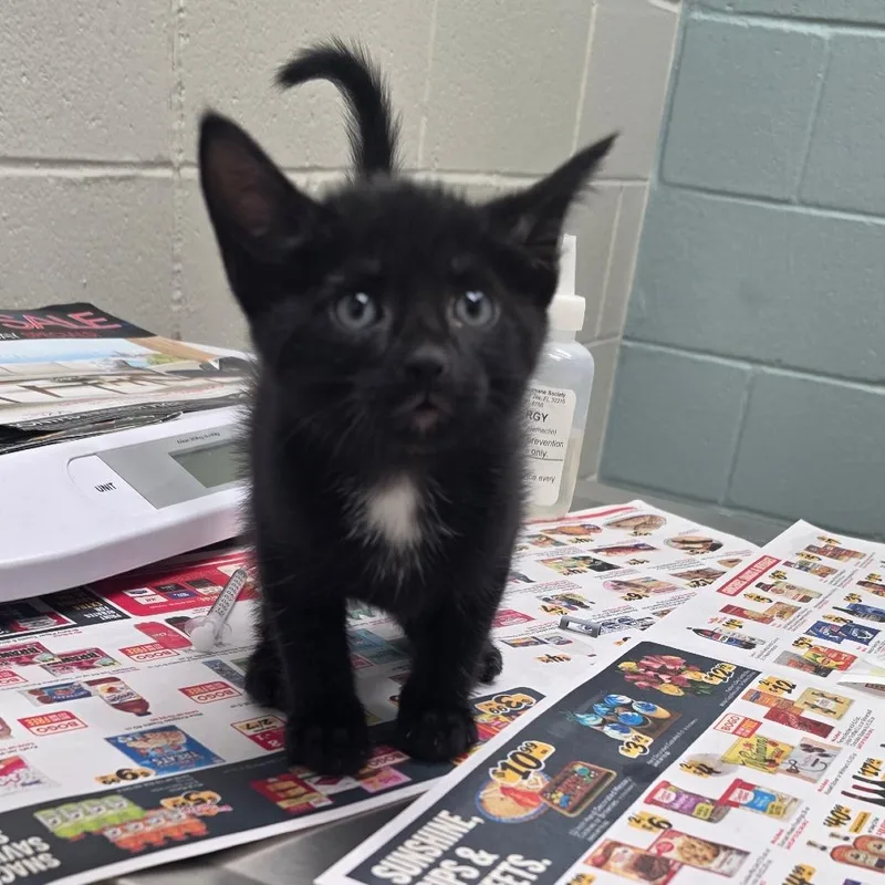 A baby small-sized male Black Domestic Short Hair cat named Anikan for adoption in Jacksonville, FL