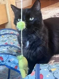 An adult medium-sized male Black Domestic Short Hair cat named Purrsnip for adoption in Cincinnati, OH