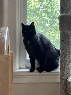 Purrsnip thumbnail 2