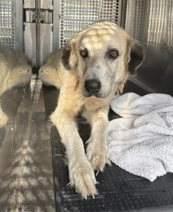 An adult large-sized female Great Pyrenees dog named Marigold for adoption in Austin, TX