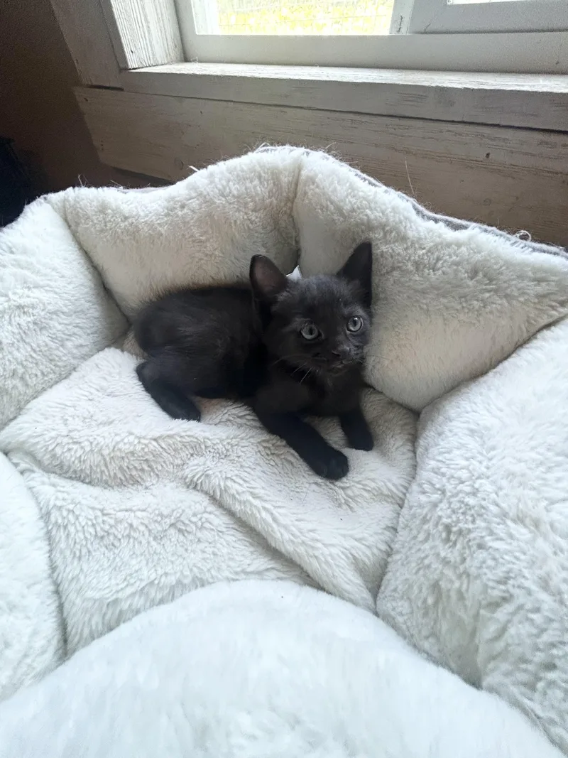 A baby medium-sized male Black Domestic Short Hair cat named Felix for adoption in Bradenton, FL