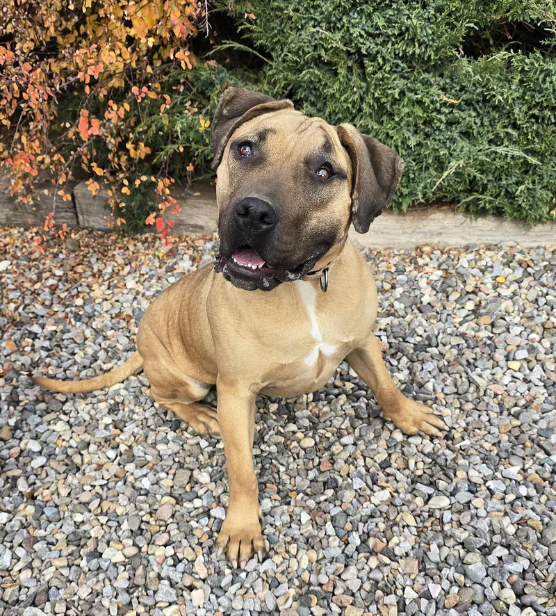 Remarkable Mr Romano ~ thumbnail 2