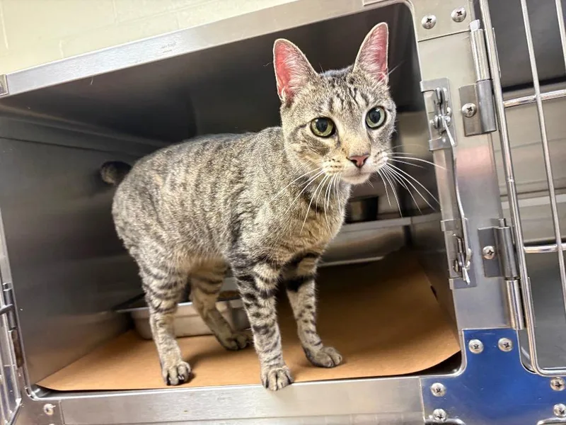 An adult large-sized male Tabby cat named Francis for adoption in Nacogdoches, TX