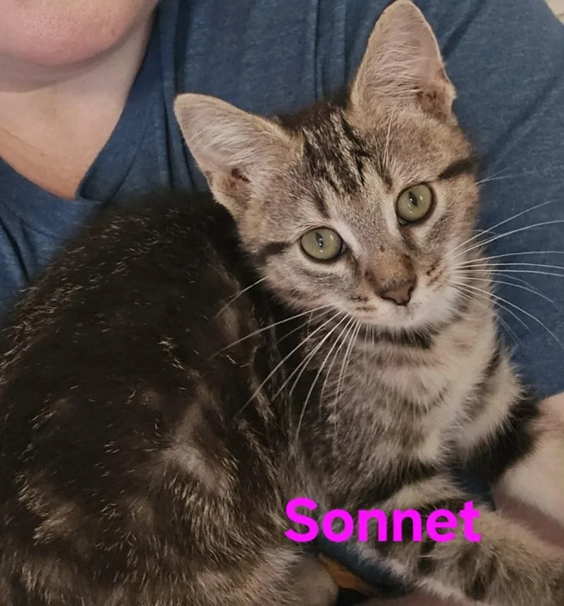 A young medium-sized female Tabby (Tiger Striped) American Shorthair cat named Sonnett for adoption in Elgin, SC