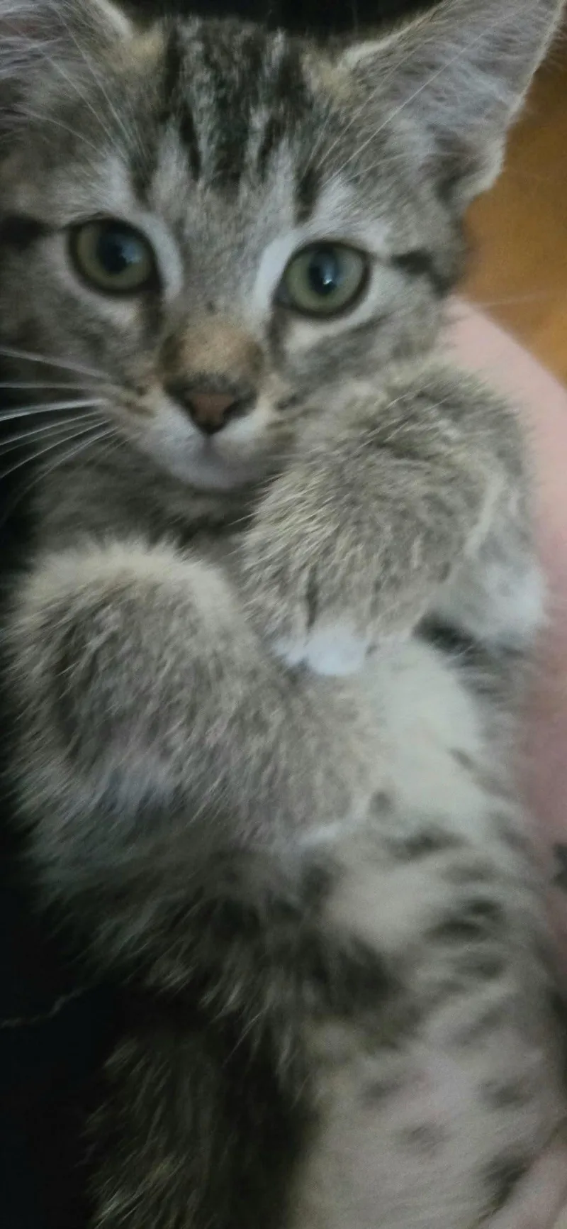 Sonnett thumbnail 3
