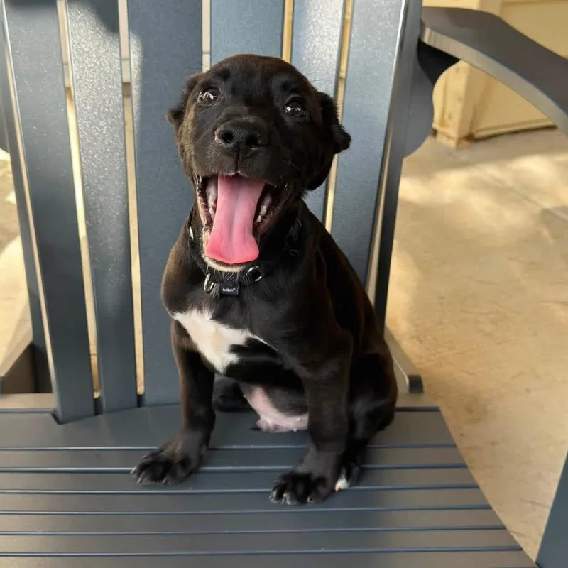 A baby medium-sized male Black Mixed Breed dog named Dean for adoption in Fredericksburg, VA