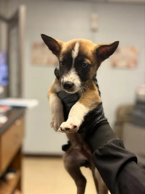 A young small-sized male Siberian Husky dog named A for adoption in Stockton, CA