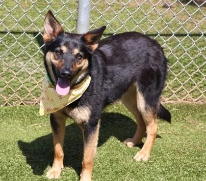 A young large-sized female Mixed Breed dog named Wednesday for adoption in Athens, GA