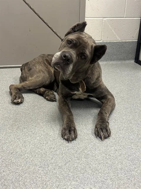 An adult extra large-sized female Cane Corso dog named Autumn for adoption in Indianapolis, IN
