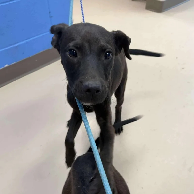 A baby small-sized female Black Mixed Breed dog named Colleen for adoption in Pine Bluff, AR
