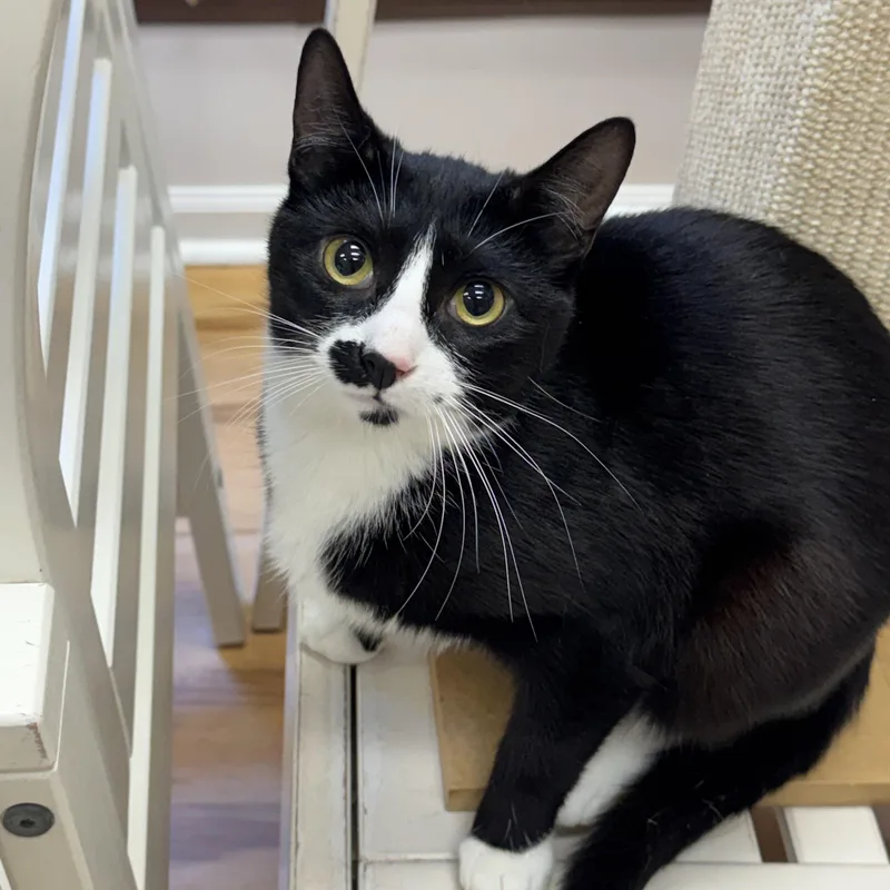 A young medium-sized female Black & White / Tuxedo Domestic Short Hair cat named Kira for adoption in North Haven, CT